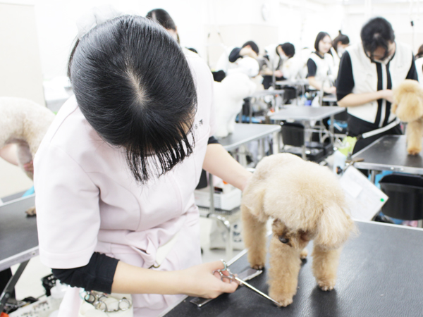 お客様の愛犬をトリミング！